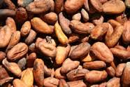 Los granos de cacao, polvo de tierra para la venta