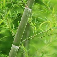 Cherche acheteur de la canne bois bambous verts