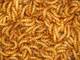 Top Quality Meal worm for Birds Feed