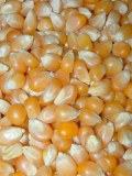 Maize for Popcorn