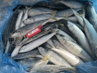 IQF Pacific mackerel 60-80-100pcs/ctn ready for ship