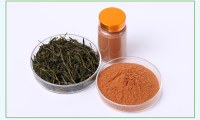 Extracto de té verde polifenoles de té verde 40% ~ 98% UV