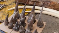 Calidad Rhino Horns a la venta