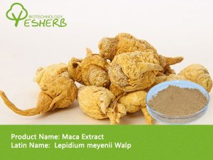 High quality Maca powder