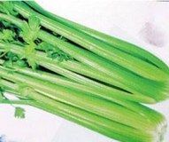 Celery,Tongrenxiang,China
