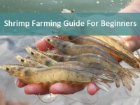Shrimp Farming Guide For Beginners