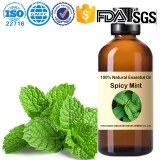 Aceite esencial de menta picante al por mayor de fábrica: Mentha spicata 100% natural