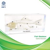 Qianfan Fish Skeleton Educational Embedded Specimen 1102 Real Nature Savety Preserved...