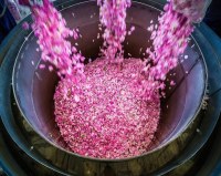 Agua de Rosas Marroquí Orgánica – Hidrosol 100% Puro | Venta al por Mayor