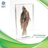 1201 Qianfan Fish Dissection Embedded specimen different from Plastinated Specimen Real...