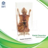Qianfan Rabbit Dissection Educational Polyesin Specimen 1205 Real Nature Savety Preserv...