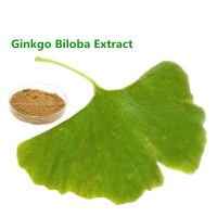 Free sample Ginkgo Leaf Extract in Low Price