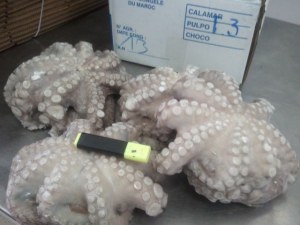 Frozen octopus and sardin and other fish