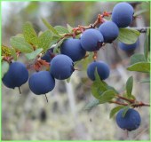 Bilberry Extract---New Mstar---Simin