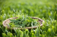 Green Tea Extract---New Mstar---Simin