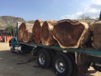 Venta de troncos de madera dura tropical