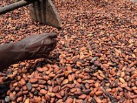 Graines de cacao sèches naturelles