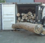 TRONCOS DE SÁNDALO VERDE BRASILEÑO