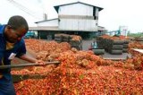 ACEITE DE PALMA CP01 ORIGEN COTE D'IVOIRE