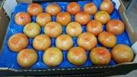 Tomates origine Maroc.