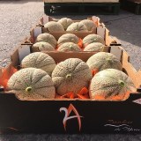 Melons origine Maroc.