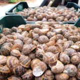 Gros escargots gris Helix aspersa maxima