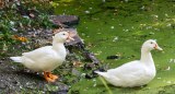 Duck Disinfectant