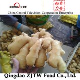 Fournisseur de gingembre frais en provenance de Chine