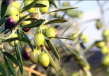 Olive Leaf Extract