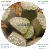 50Pcs A Set Haworthia groenewaldii MBB7801 Seed DGF-S-HH041