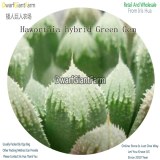 50Pcs A Set Haworthia hybrid Green Gem Seed DGF-S-HH045