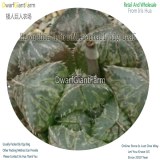 50Pcs A Set Haworthia hybridMirrorball big leaf Seed DGF-S-HH046