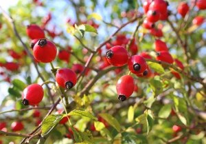 Rose Hip Extract