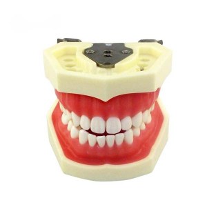 UM-A6 Standard Tooth Model (Soft Gum 32 Teeth)