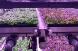 TYPES OF GROW LIGHTS