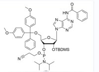 2'-TBDMS-rA(Bz) Phosphoramidite CAS NO. 110782-31-5 Wholesale