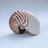 Nautilus Shell Decor Fish Tank Ornaments