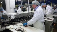 En busca de un socio serio para la creación de una unidad industrial para el pescado