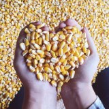 Maíz amarillo maíz Maíz Amarillo/Maíz, No OGM, Apto para Consumo Humano y Alimentación...