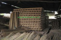 Natural bamboo cane for supporting flower and nursery