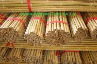 Dry bamboo canes for farm and garden plant supporting
