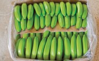 Plátanos Cavendish. Precio competitivo. Calidad superior