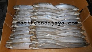 Milkfish for Tuna Bait