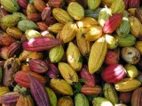 Cacao Organico en grano