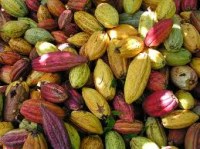 Cacao Organico en grano