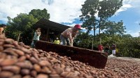 Grano de cacao seco orgánico