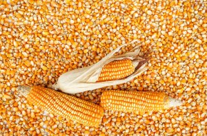 Maïs Bio fournisseur de maïs jaune Bio en Côte d'Ivoire