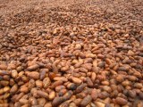 Cacao sec à vendre