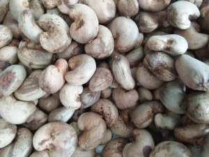 2017/2018 Season Of Quality Raw Cashew Nuts Para la venta