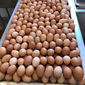 Huevos frescos de mesa (huevos de gallina con cáscara marrón y blanca)